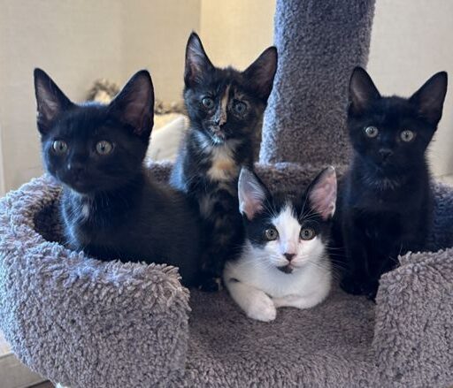 Howarth kittens
