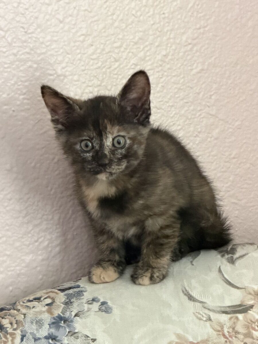 Jolene