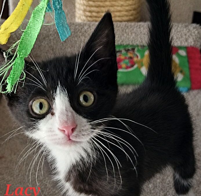 Lacey