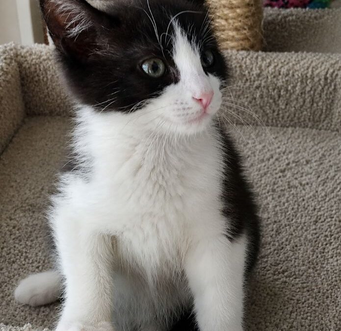 Lily II – Adoption Pending!