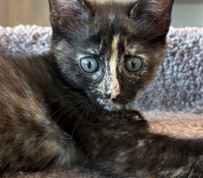 Marmalade