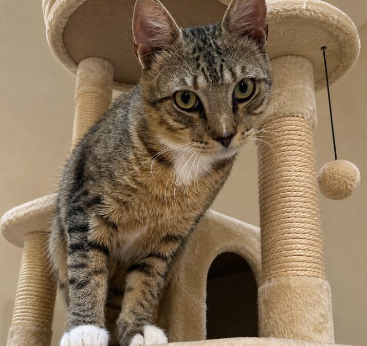 Milo
