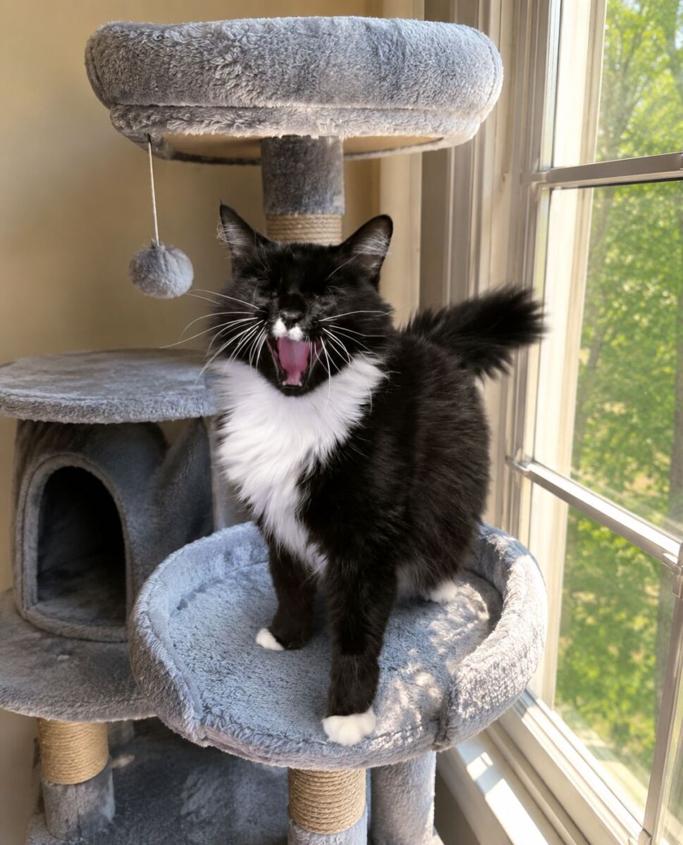Noodles yelling on the tree edit