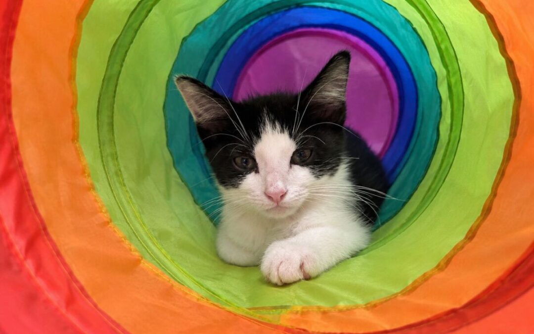 Outlaw – Adoption Pending!