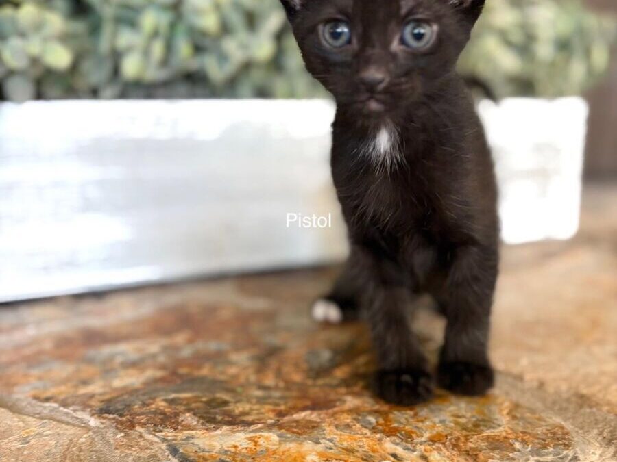 Pistol