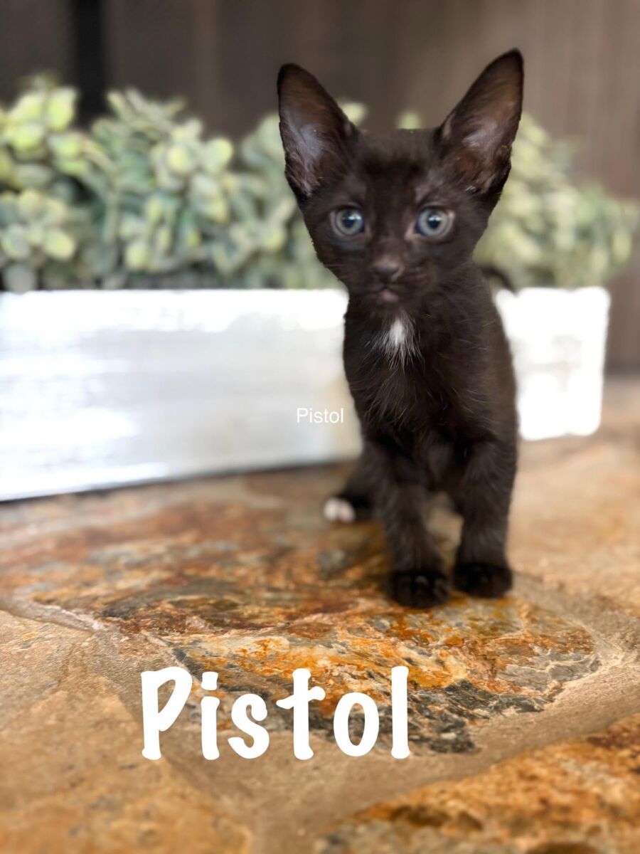 Pistol