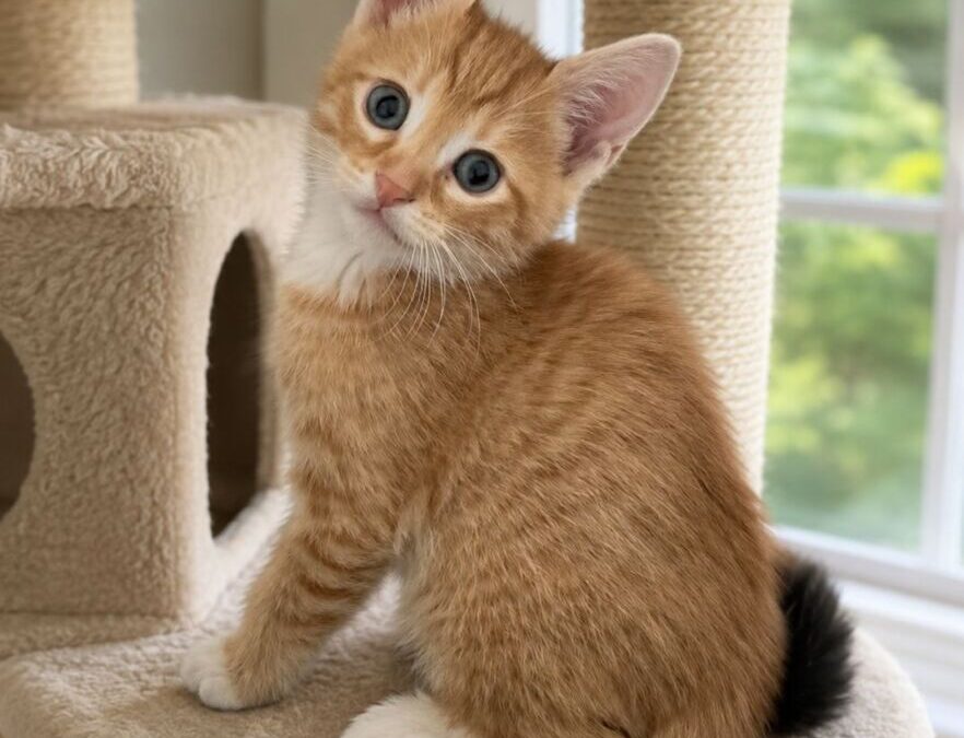Puss In Boots