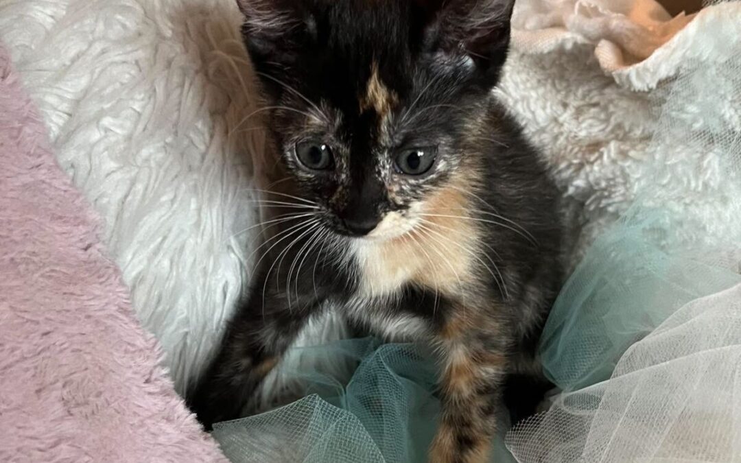 Snickers – Adoption Pending!