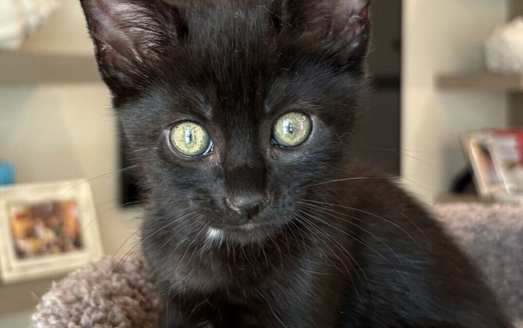 Tiggy- Adoption Pending!