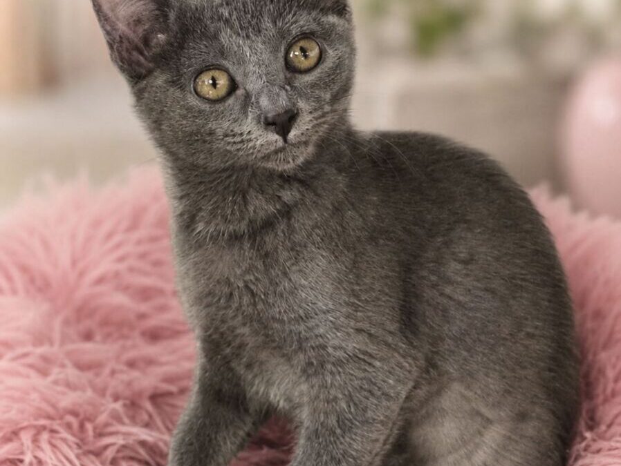 Tigra