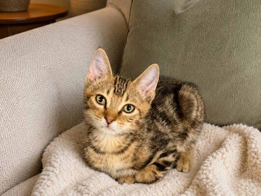 Tom Nook – Adoption Pending!