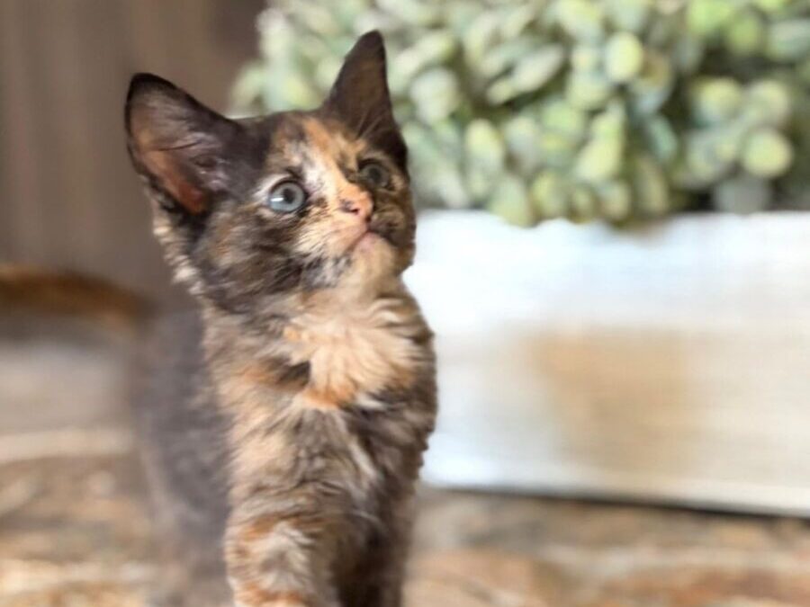 Winnie – Adoption Pending!