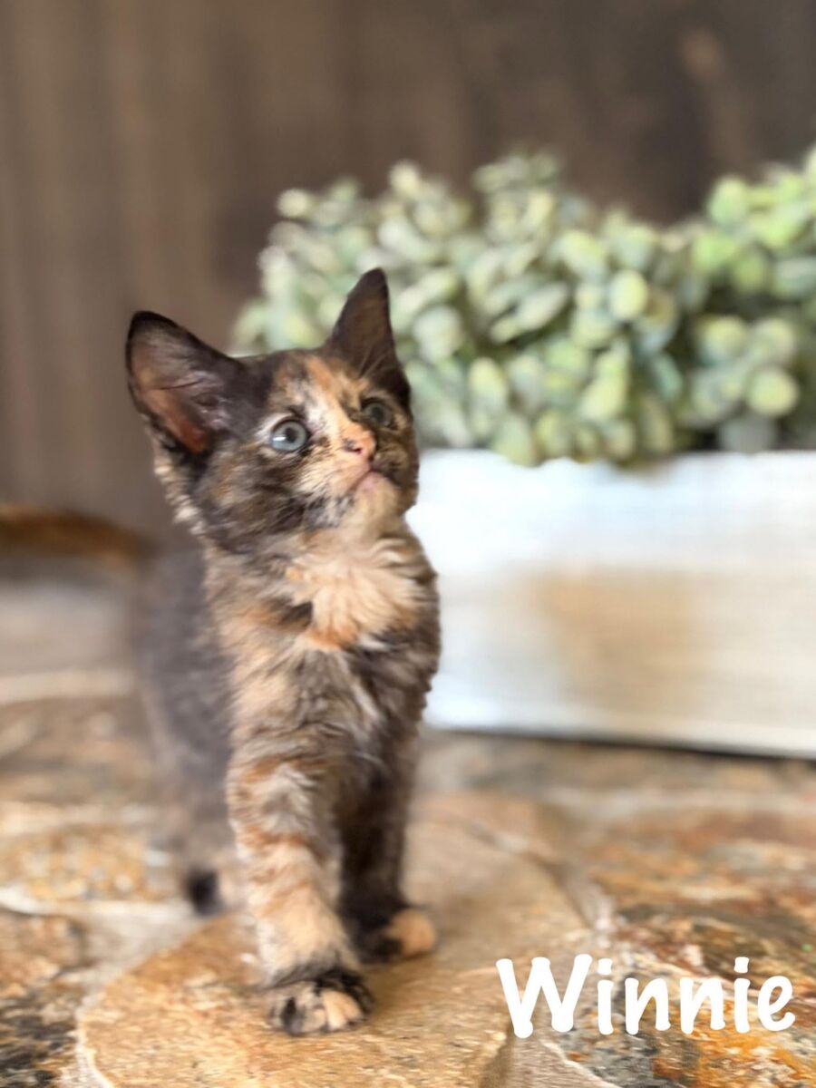 Winnie