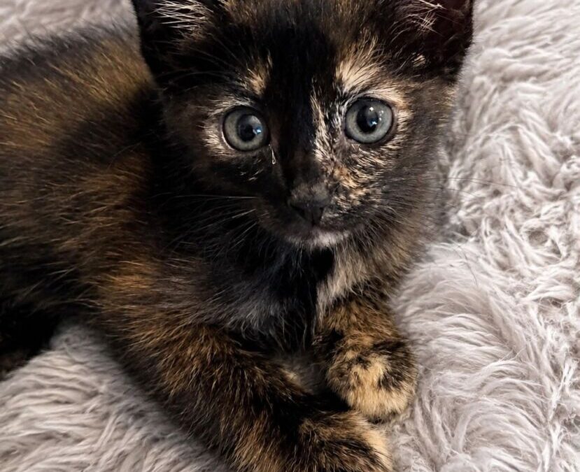 Beans-Adoption Pending!