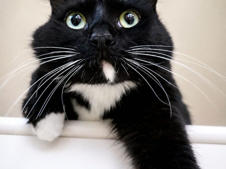 Belle – Adoption Pending!