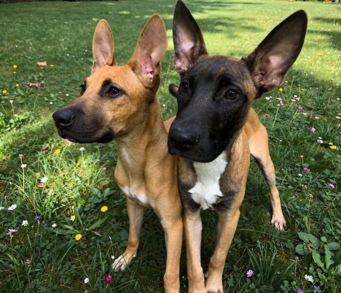 Brothers