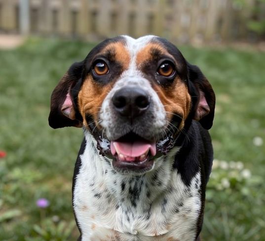 Buddy Boy
