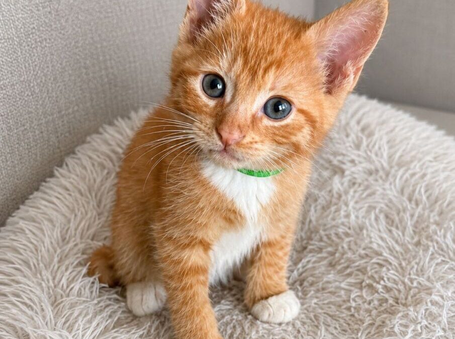 Canteloupe – Adoption Pending!