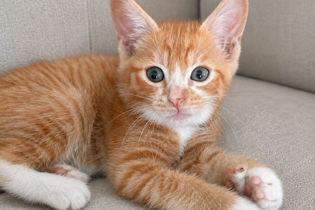 Chestnut – Adoption Pending!
