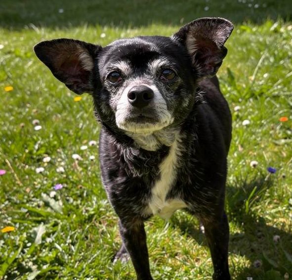 Chico Lou