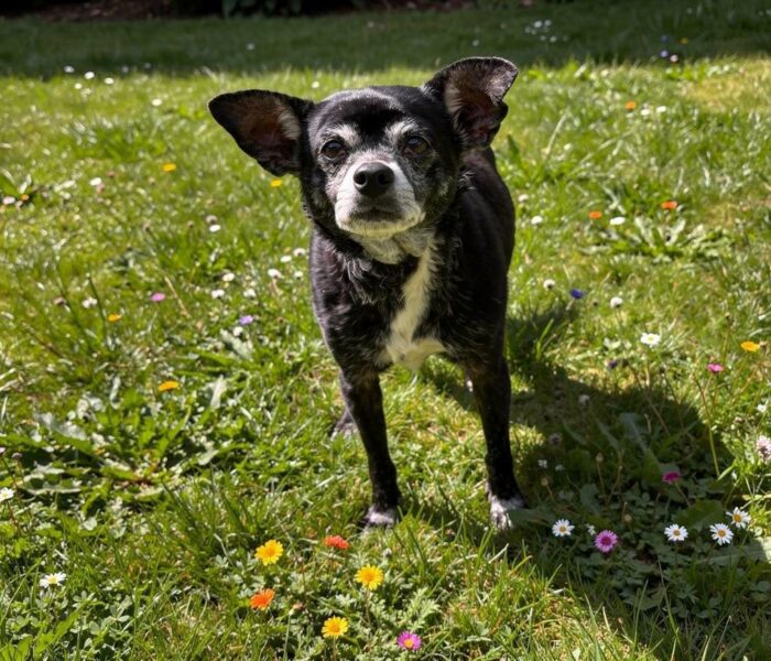 Chico Lou (1)