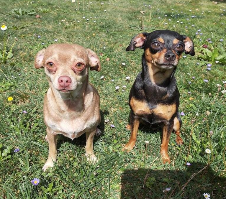 Chimi & Changa