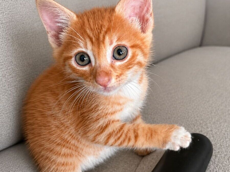 Cornflake
