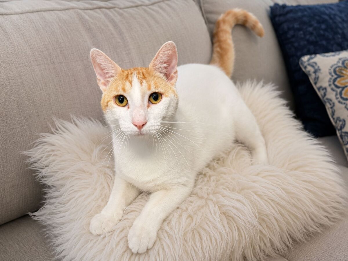 Dottie boy pillow edit
