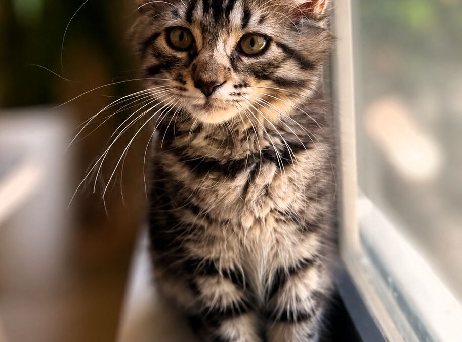 Furby-Adoption Pending!