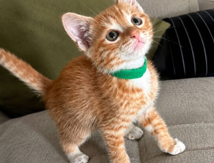 Goldfish- Adoption Pending!