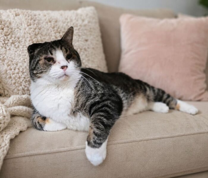 Gus on couch