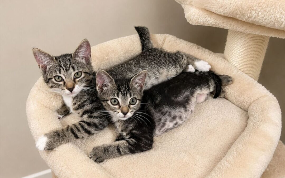 Hot Wheels – Adoption Pending!