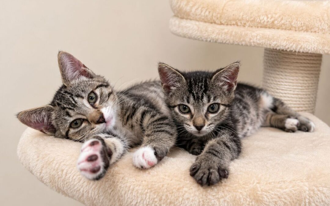 Lite Brite – Adoption Pending!