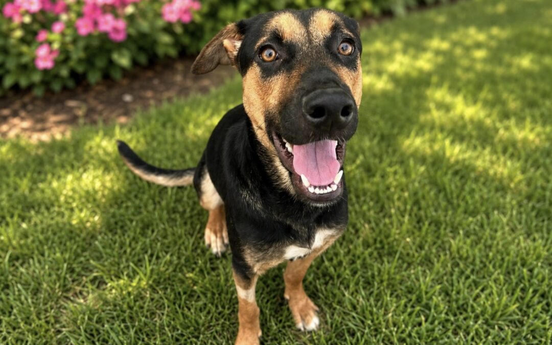 Pippin