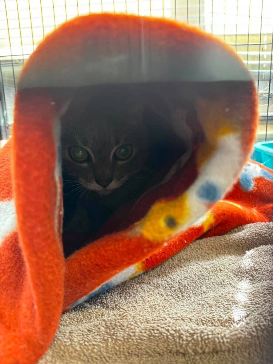 Kitty Marie (1)