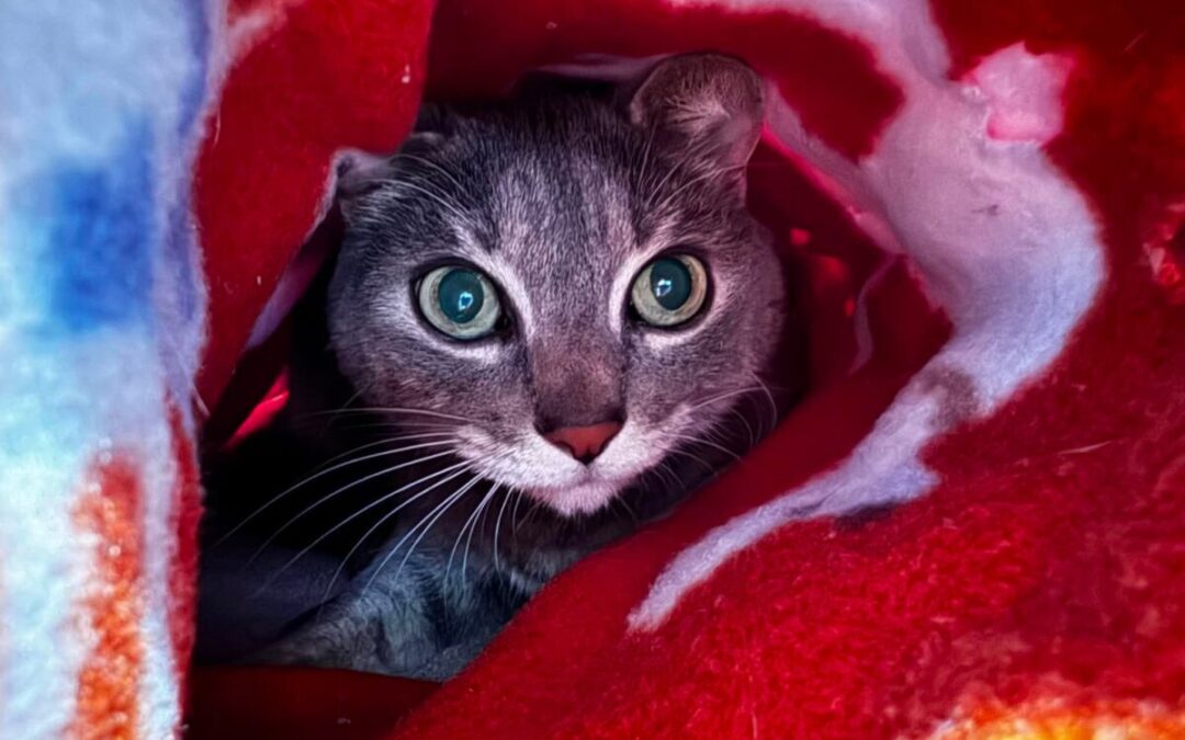 Kitty Marie