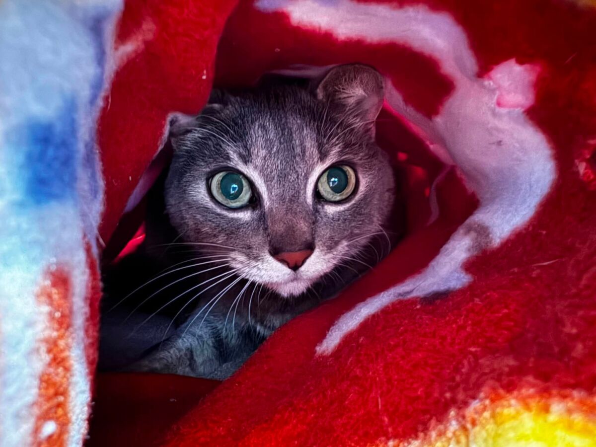 Kitty Marie (2)