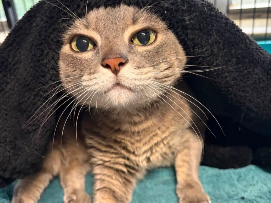 Kitty Marie