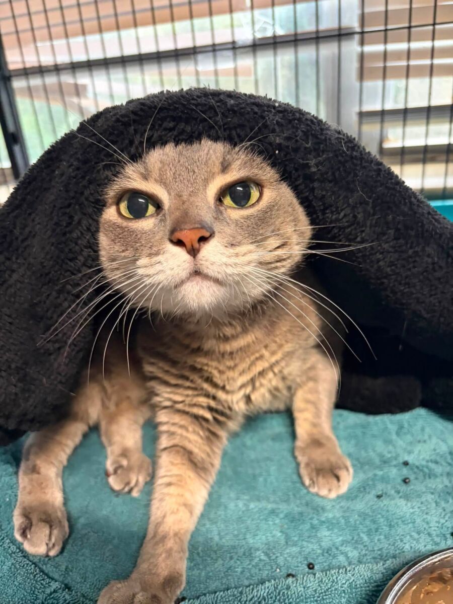 Kitty Marie