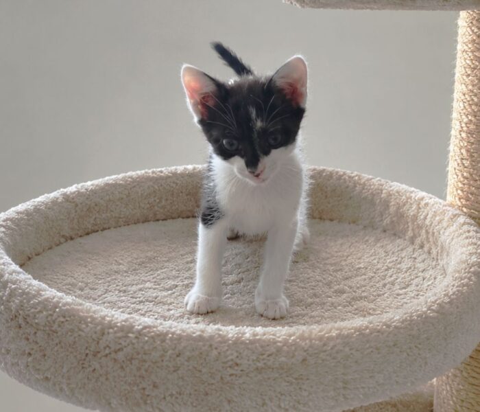 Oscar on cat tree edit