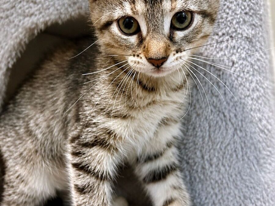 Precious