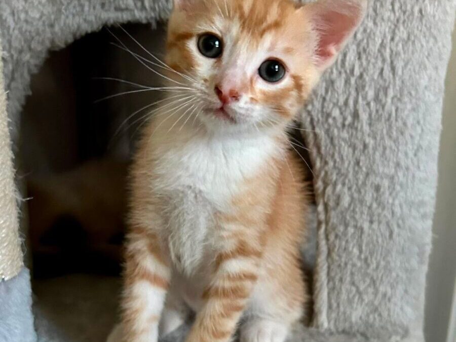 Puck – Adoption Pending!