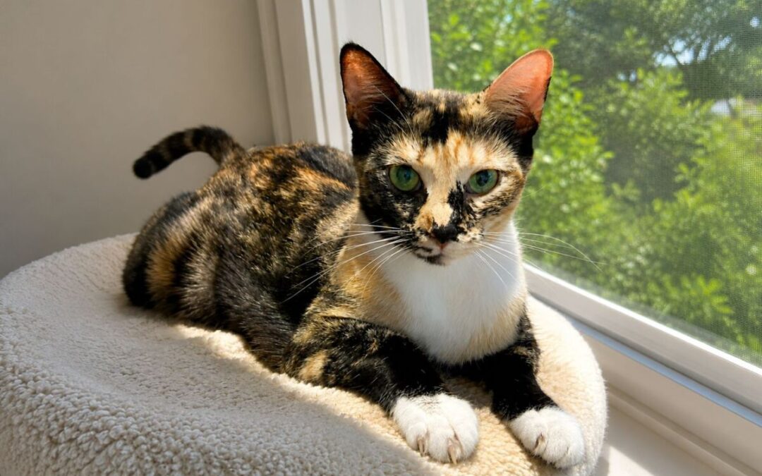 Seraphine