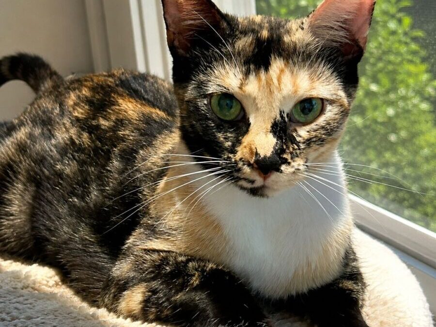 Seraphine