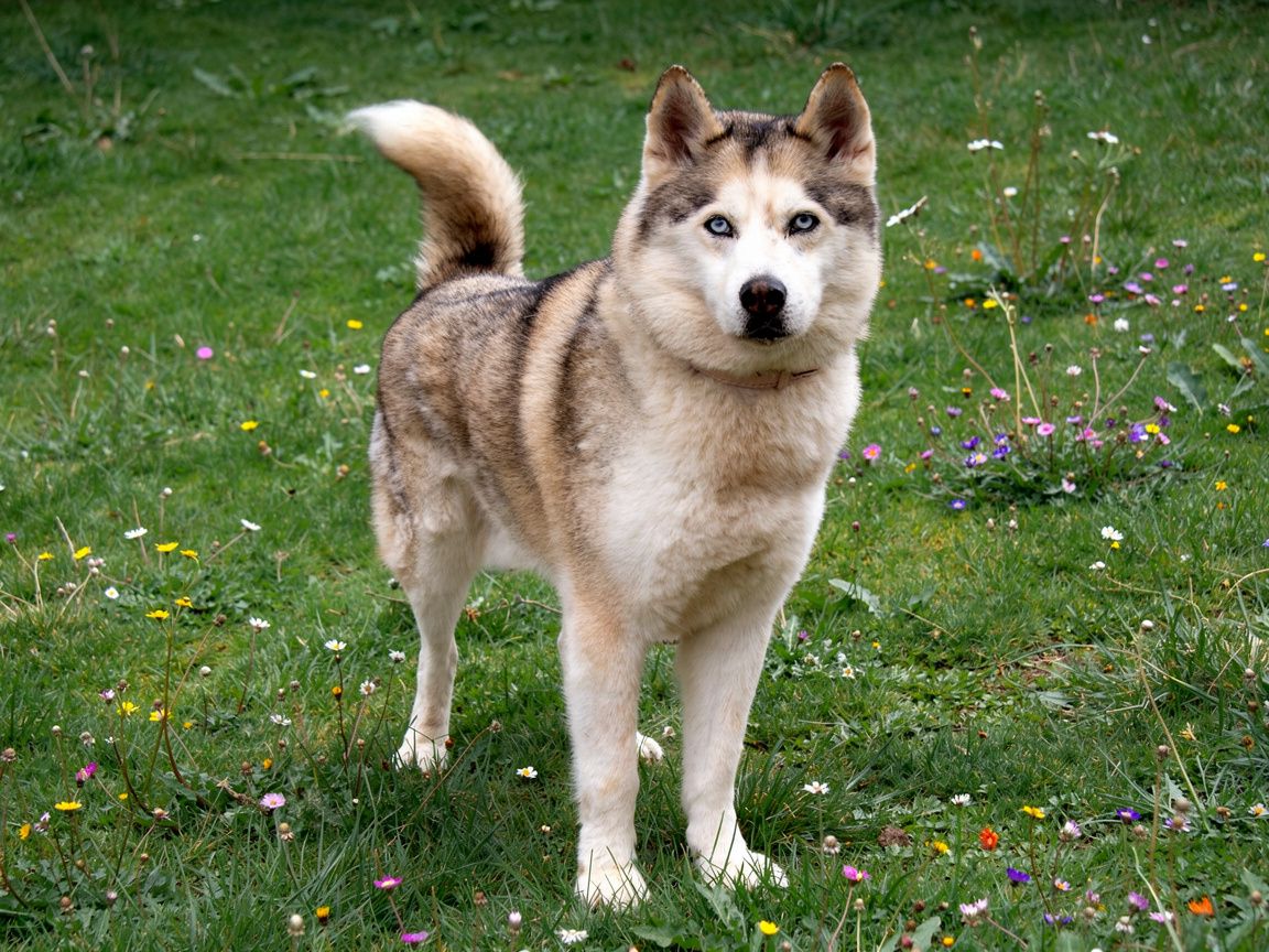 Skye-2