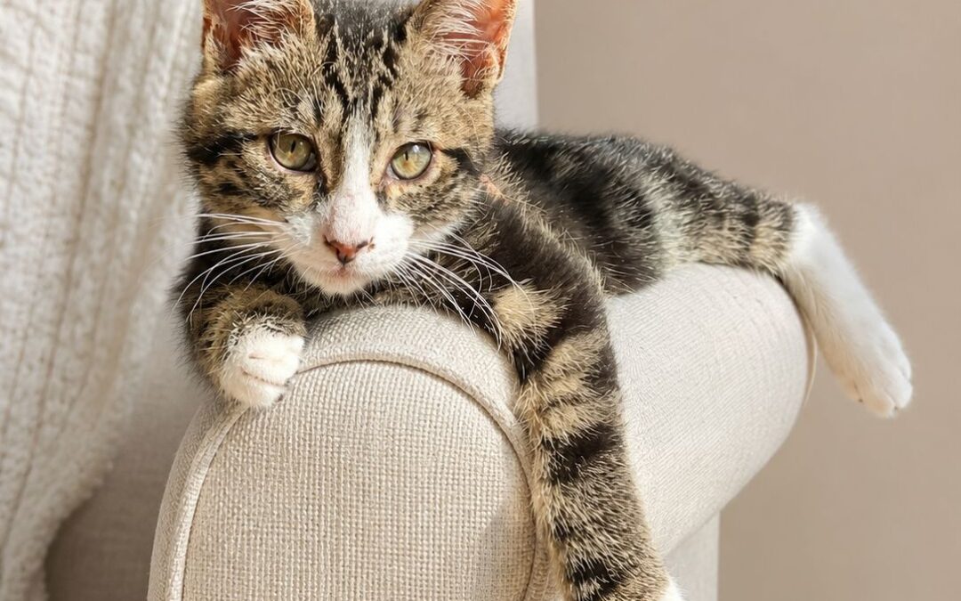 Stretch- Adoption Pending!