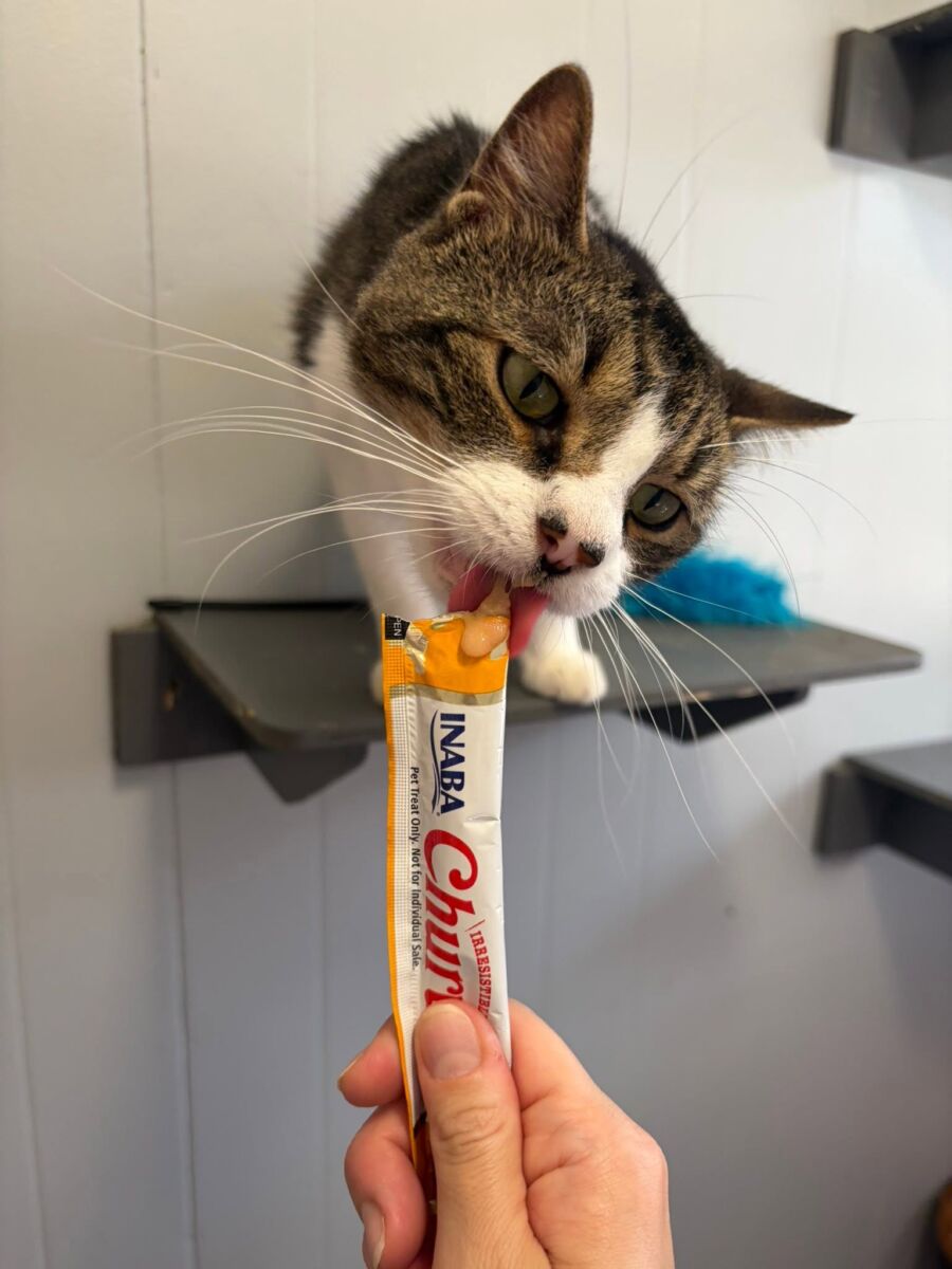 Tom treats