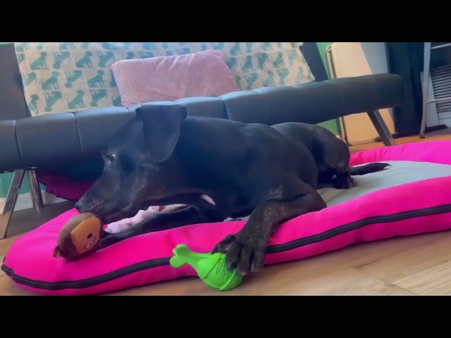 Thor Playing