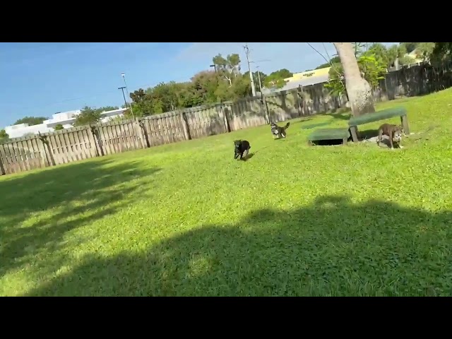 Thor Playing In Pack