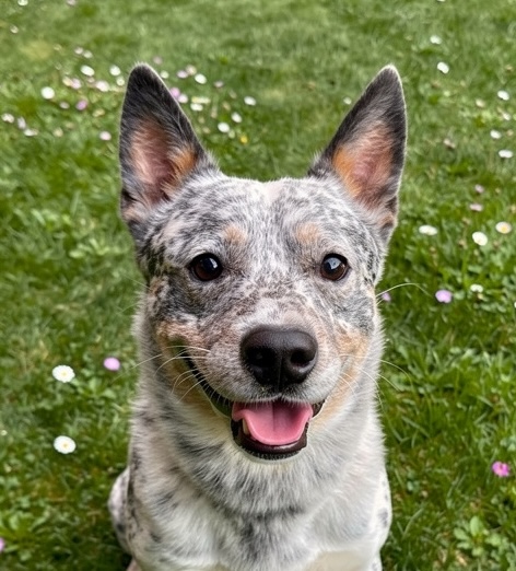 Azul